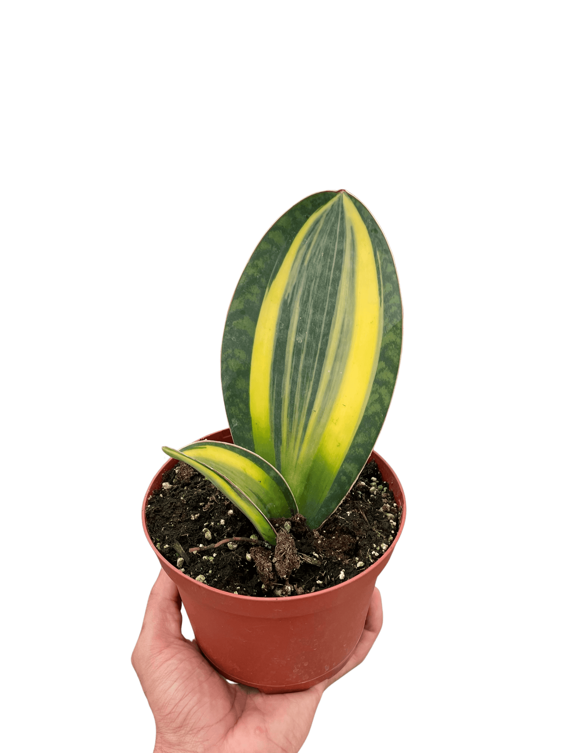 Variegated Shark Fin Snake Plant
