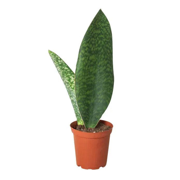 Shark Fin Snake Plant - Gifts for You 'n Me
