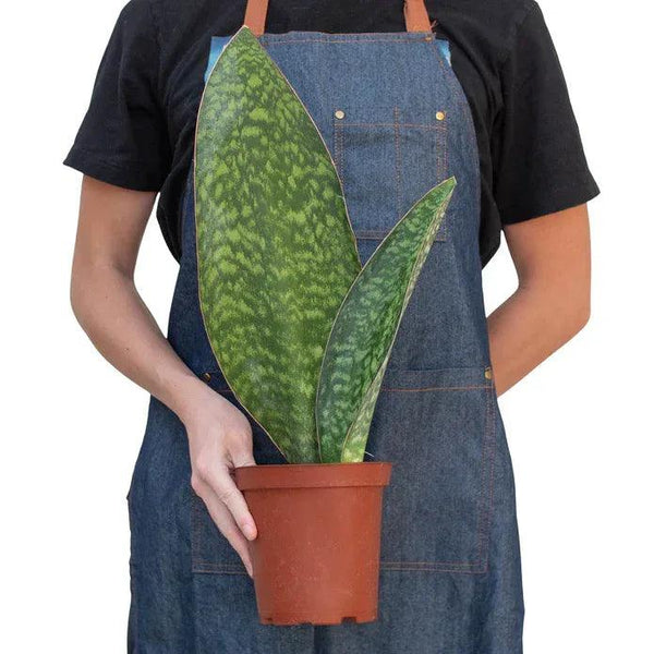 Shark Fin Snake Plant - Gifts for You 'n Me