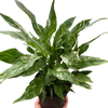 Variegated Spathiphyllum 'Domino'