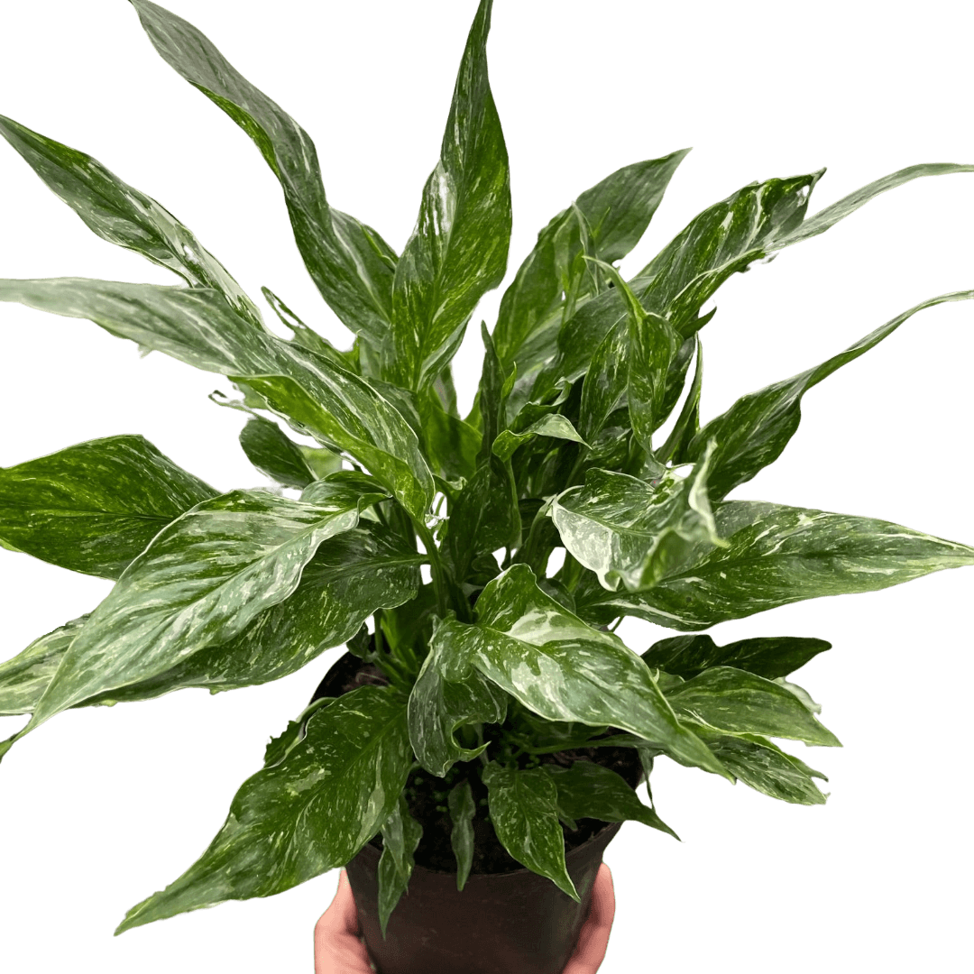 Variegated Spathiphyllum 'Domino'