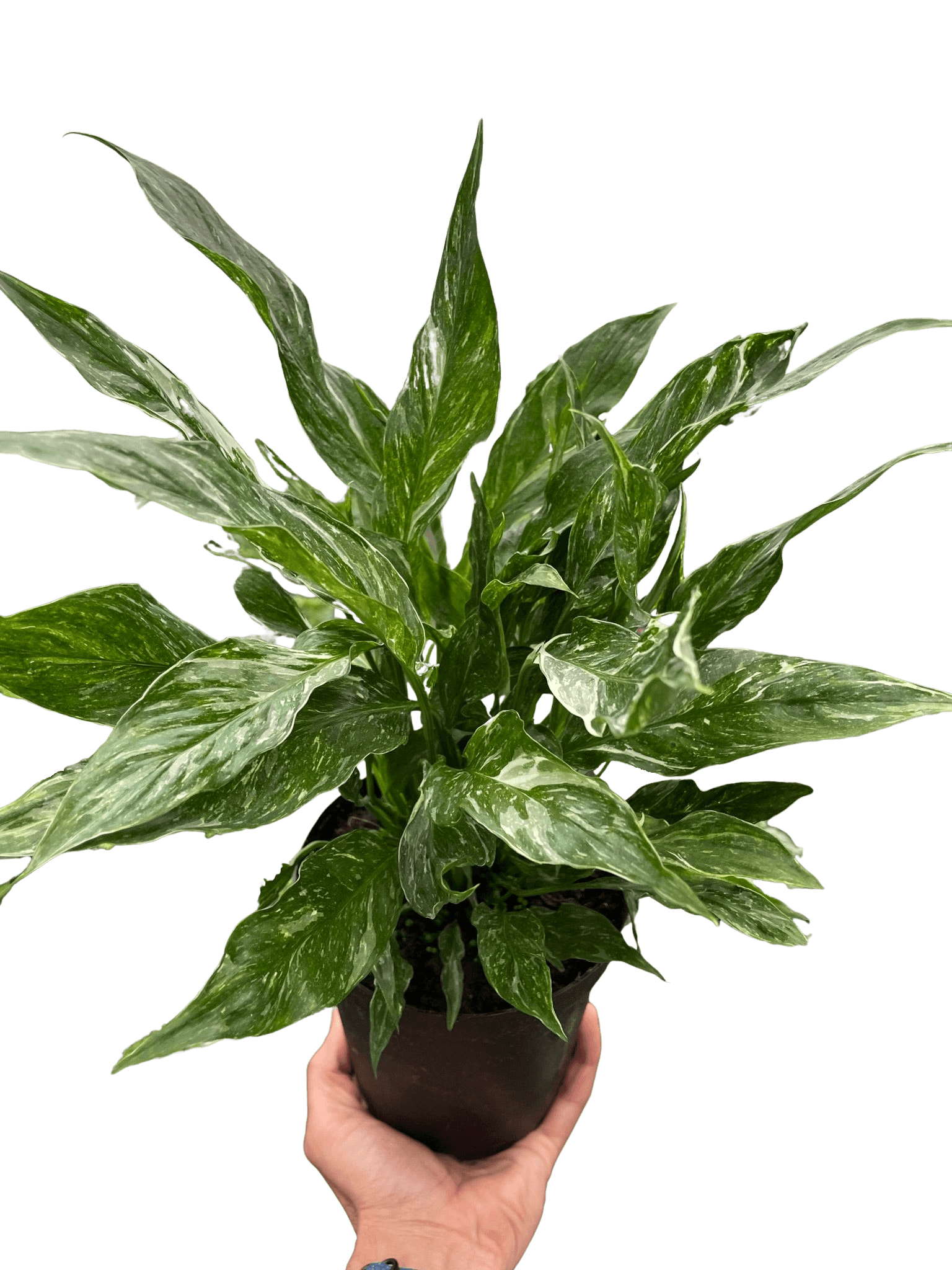 Variegated Spathiphyllum 'Domino'