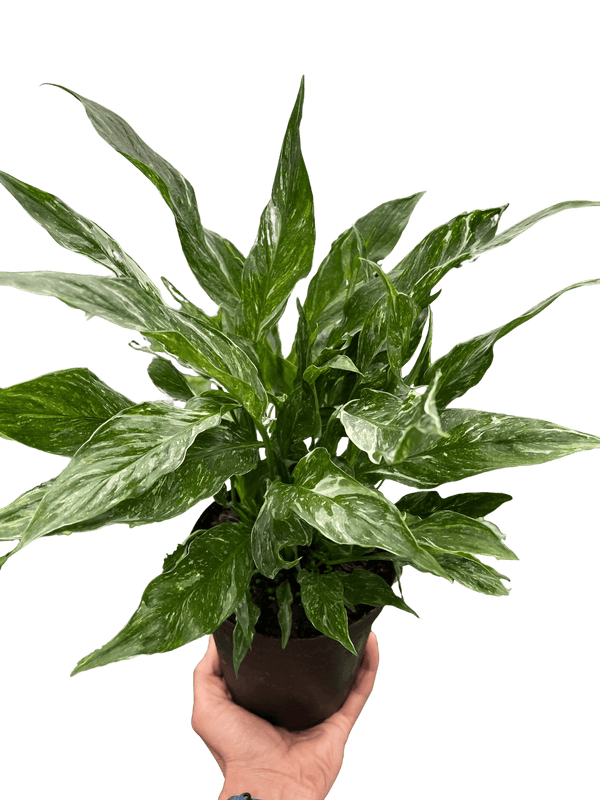 Variegated Spathiphyllum 'Domino'