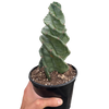 Cereus forbesii 'Spiralis'