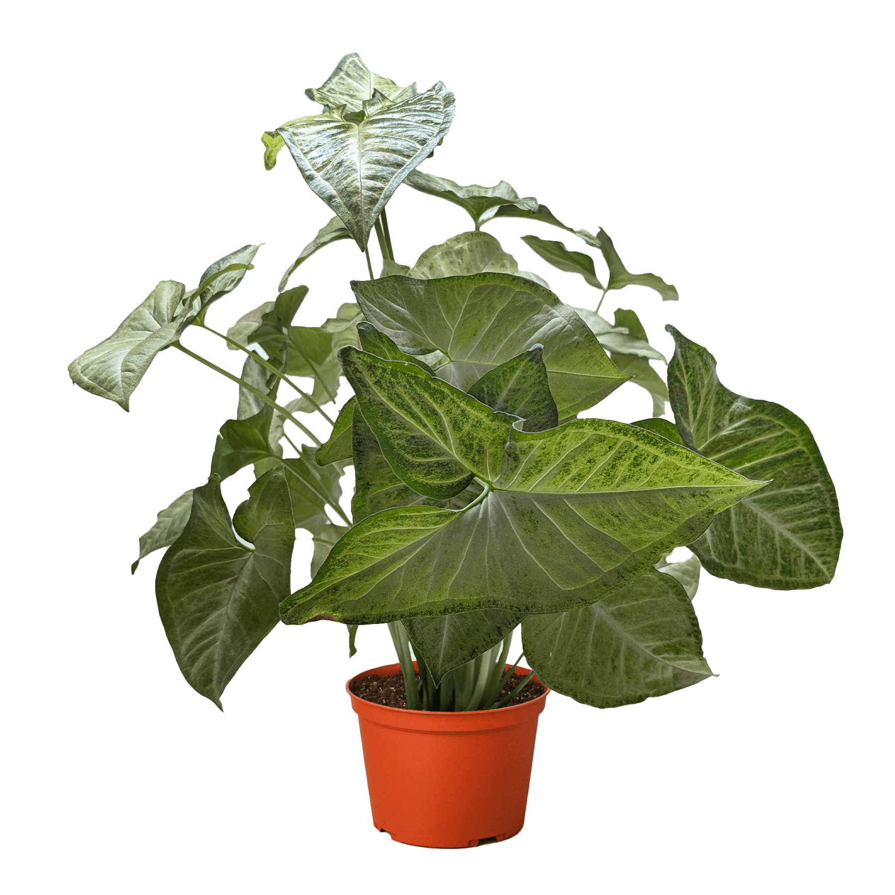 Syngonium 'Confetti'