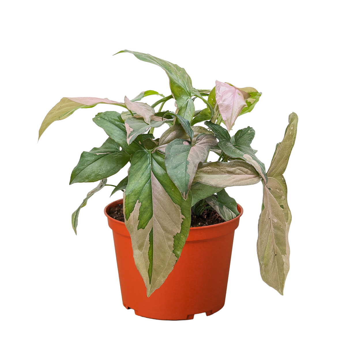Syngonium 'Pink Splash' - 4
