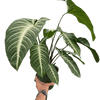 Xanthosoma 'Lendenii'