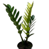 Zamioculcas 'Chameleon'