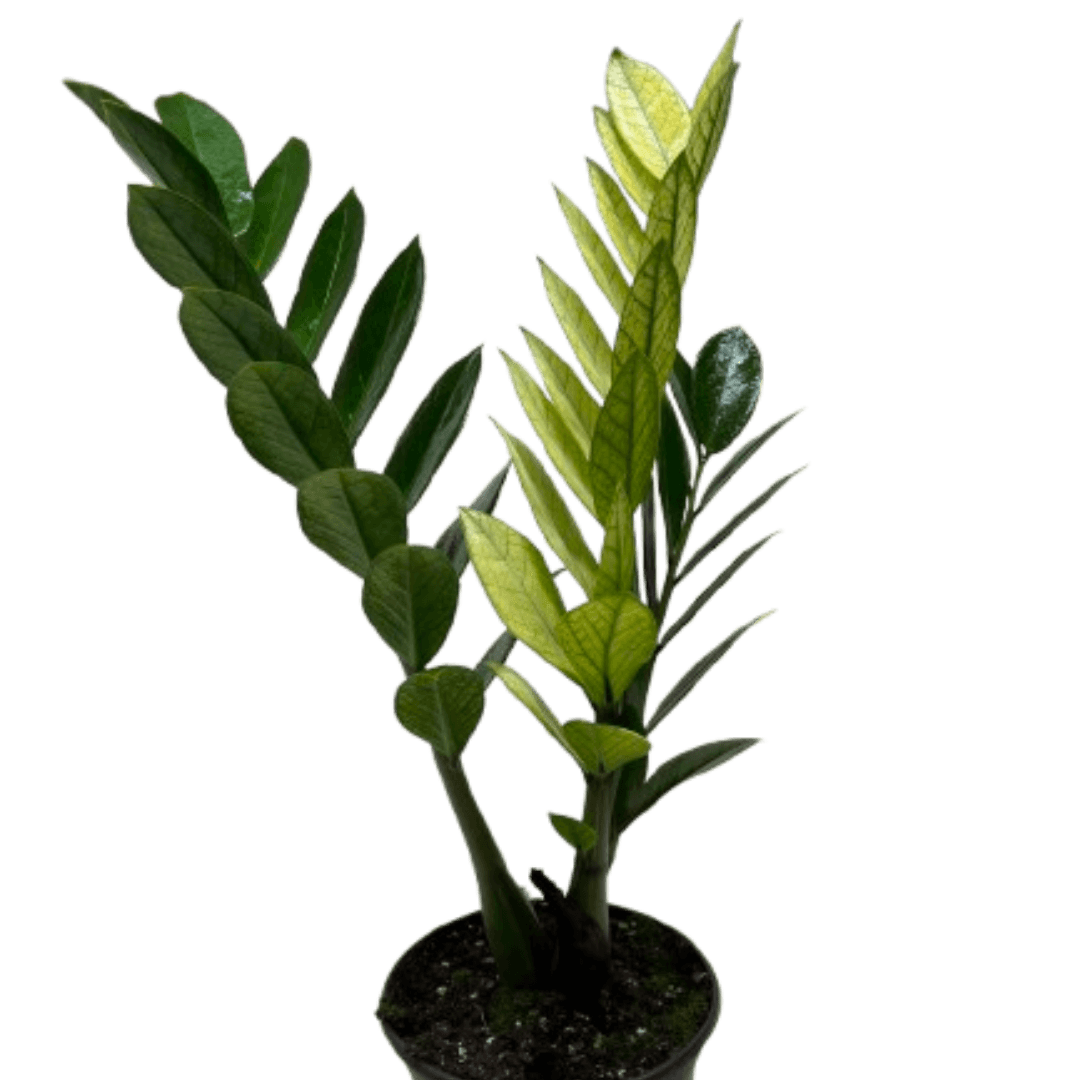 Zamioculcas 'Chameleon'