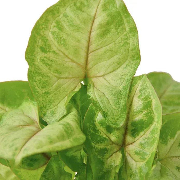 2 Syngonium Variety (Arrowhead Plant) - Gifts for You 'n Me