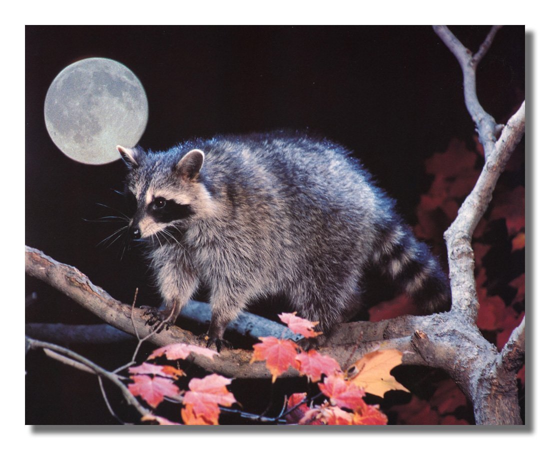 Raccoon Wall Art – 8x10 Art Print of Raccoon Climbing Tree Under Full Moon Night