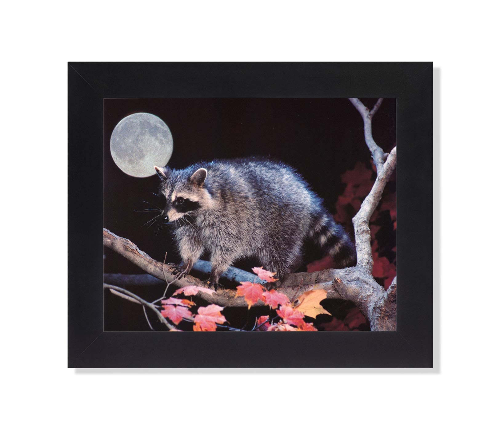 Framed Wall Art – Raccoon Cabin Wall Picture With Full Moon And Wood Frame