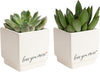 Costa Farms Mini Live Succulents, Echeveria Houseplant, Beautiful Live Indoor Plants in Cute Décor Stone Planter Pots, Great Gift for Perfect Room Décor, 4-Inches Tall (2-Pack)