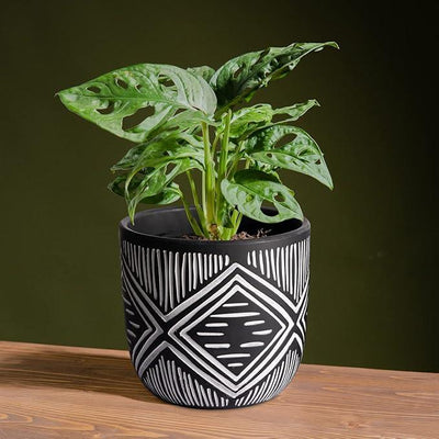 6 Inch Boho Planter Pots with Drainage Holes, 2 Pcs Terracotta Pots, Ceramic Plant Pots for Indoor Plants, Ferns, Vines, Succulents, and Outdoor Plants Growing, Gift for Plant Lovers（Black）