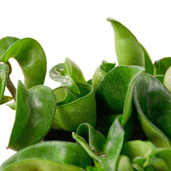 Hoya Rope Plant - Gifts for You 'n Me