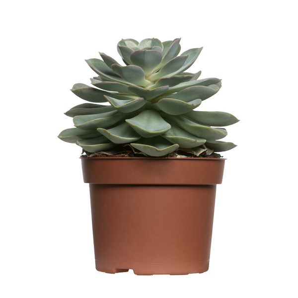 30 Assorted 1.5 Inch Colourful Assorted Succulents -  Event Favors