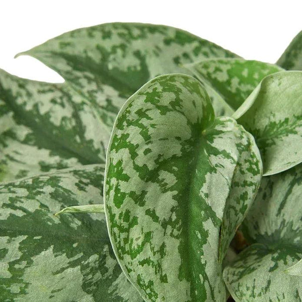 Scindapsus Pictus 'Exotica' - Gifts for You 'n Me