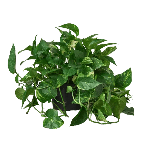 Pothos 'Golden' - Gifts for You 'n Me