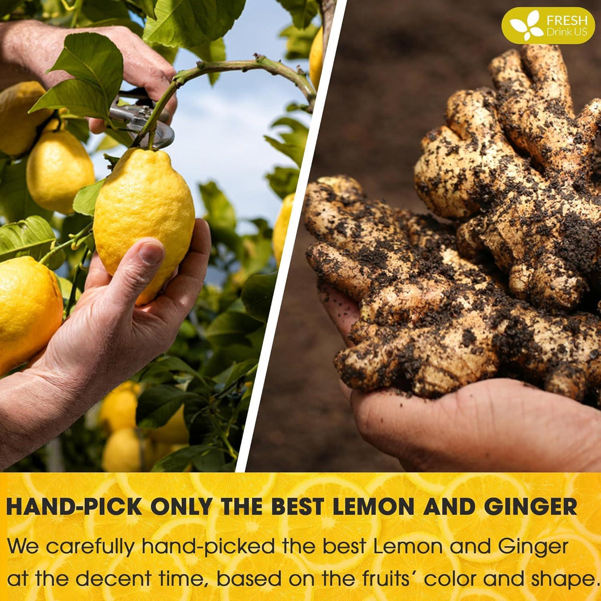 Premium Lemon Ginger Tea Bag, Eco-conscious Tea Bags. Lemon Ginger Herbal Tea. No Sugar, No Caffeine, No Gluten, Vegan.