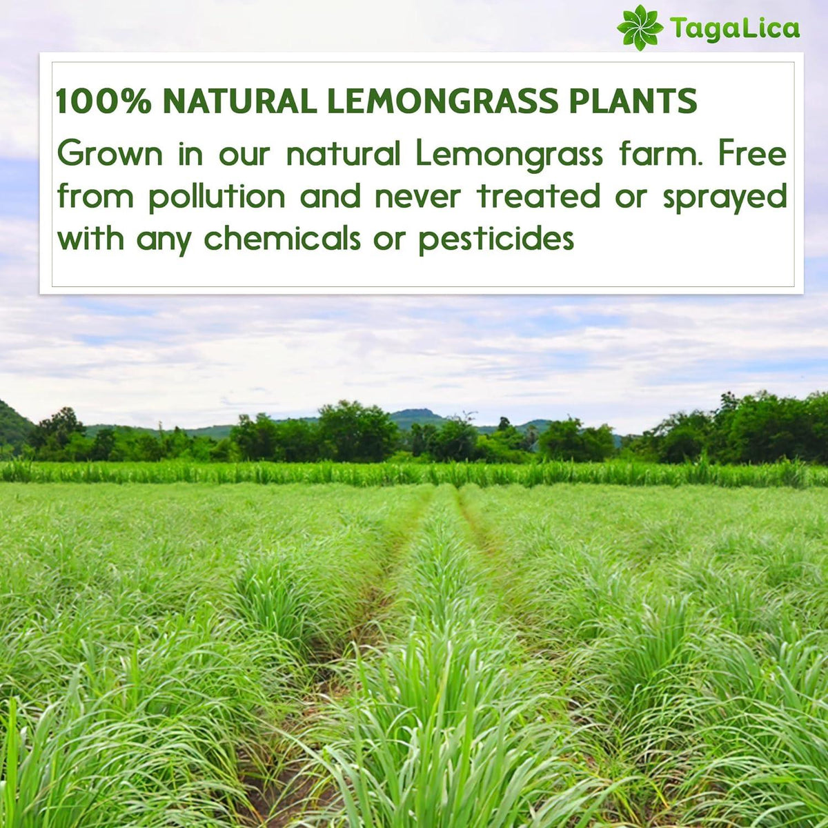 Lemongrass Tea Bags, 100% Natural & Pure Lemongrass leaves, Eco-Conscious Tea Bags, Lemongrass Herbal Tea. Lemongrass Leaf Tea. No Sugar, No Caffeine, No Gluten, Vegan.