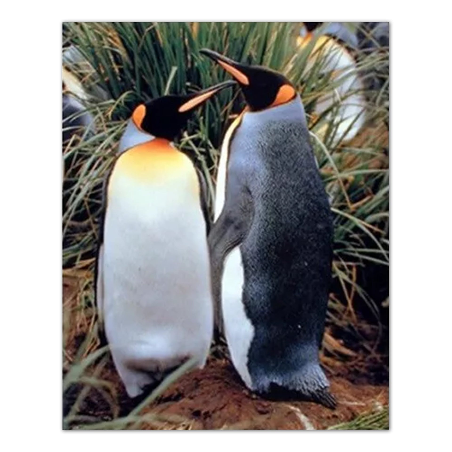 King Penguins Art Print - Kids Wall Art 16x20 Inch Ready to Frame Print