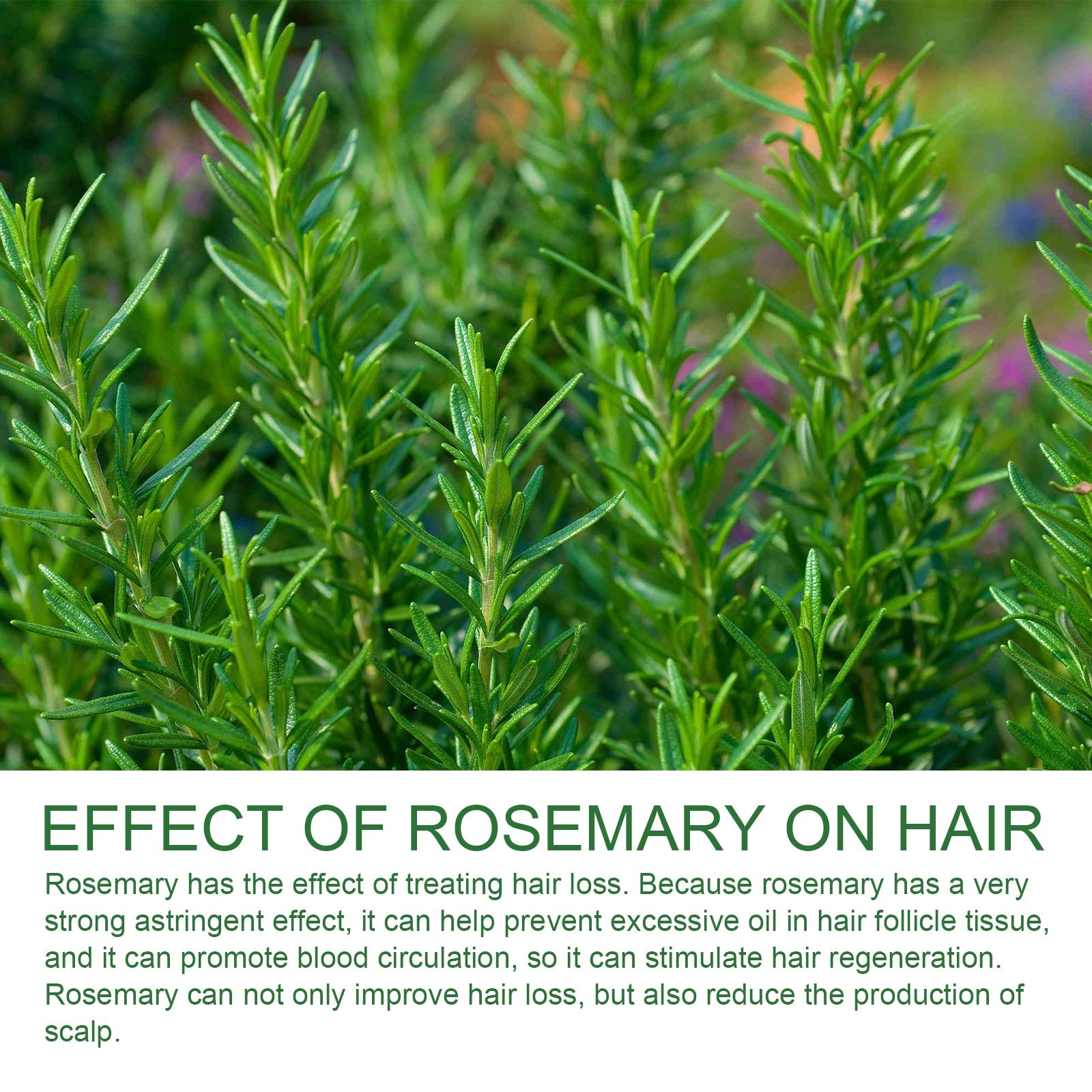 Rosemary Shampoo, Prevents Hair Loss Oil Control Fluffy And Smooth Shampoo