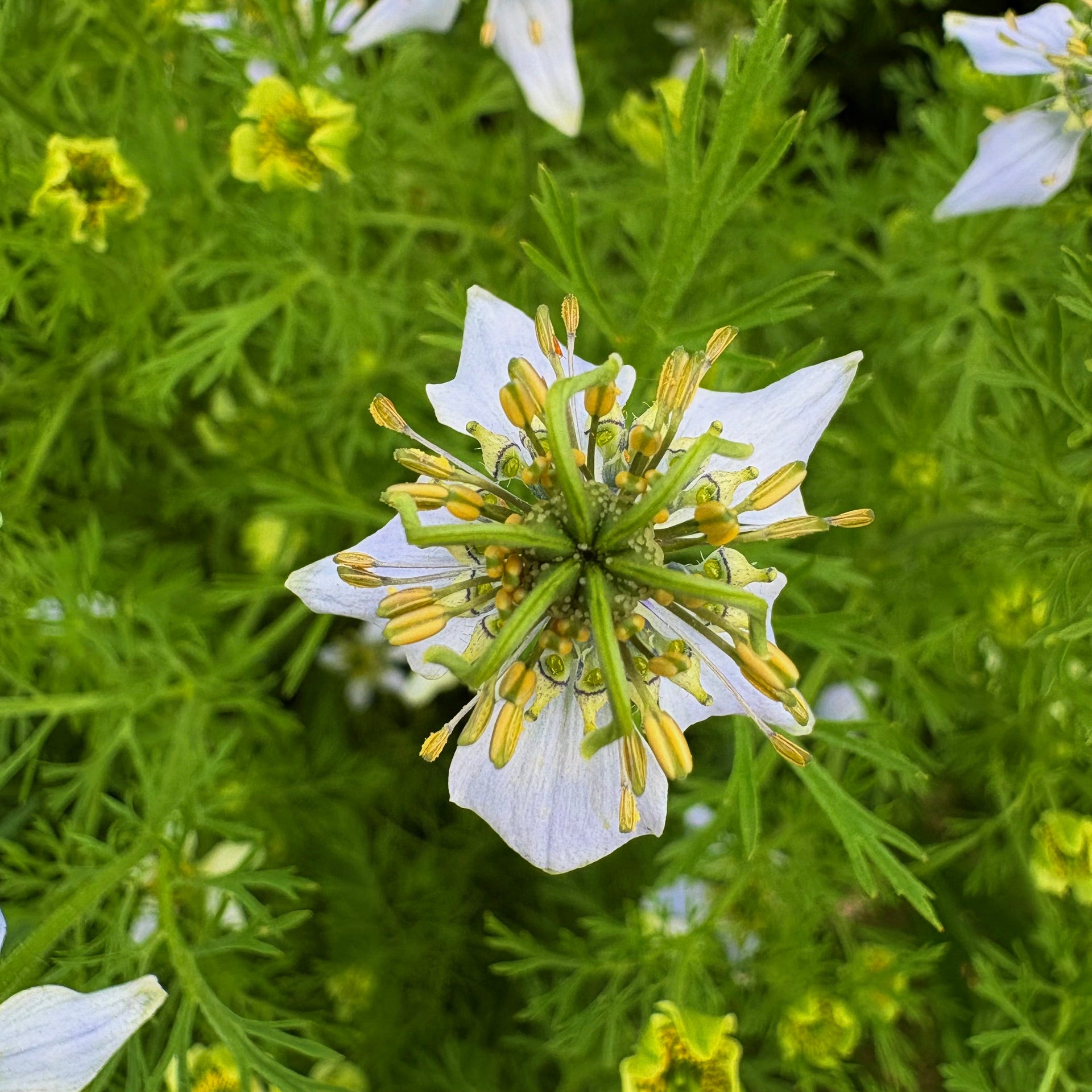 BLACK SEED OIL - private reserve, cold pressed, unfiltered