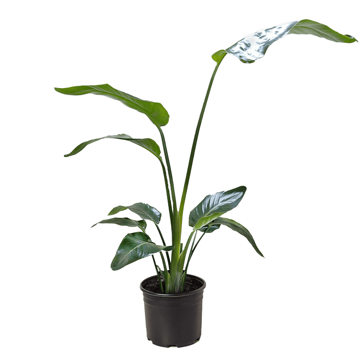 White Bird of Paradise 'Strelitzia Nicolai'