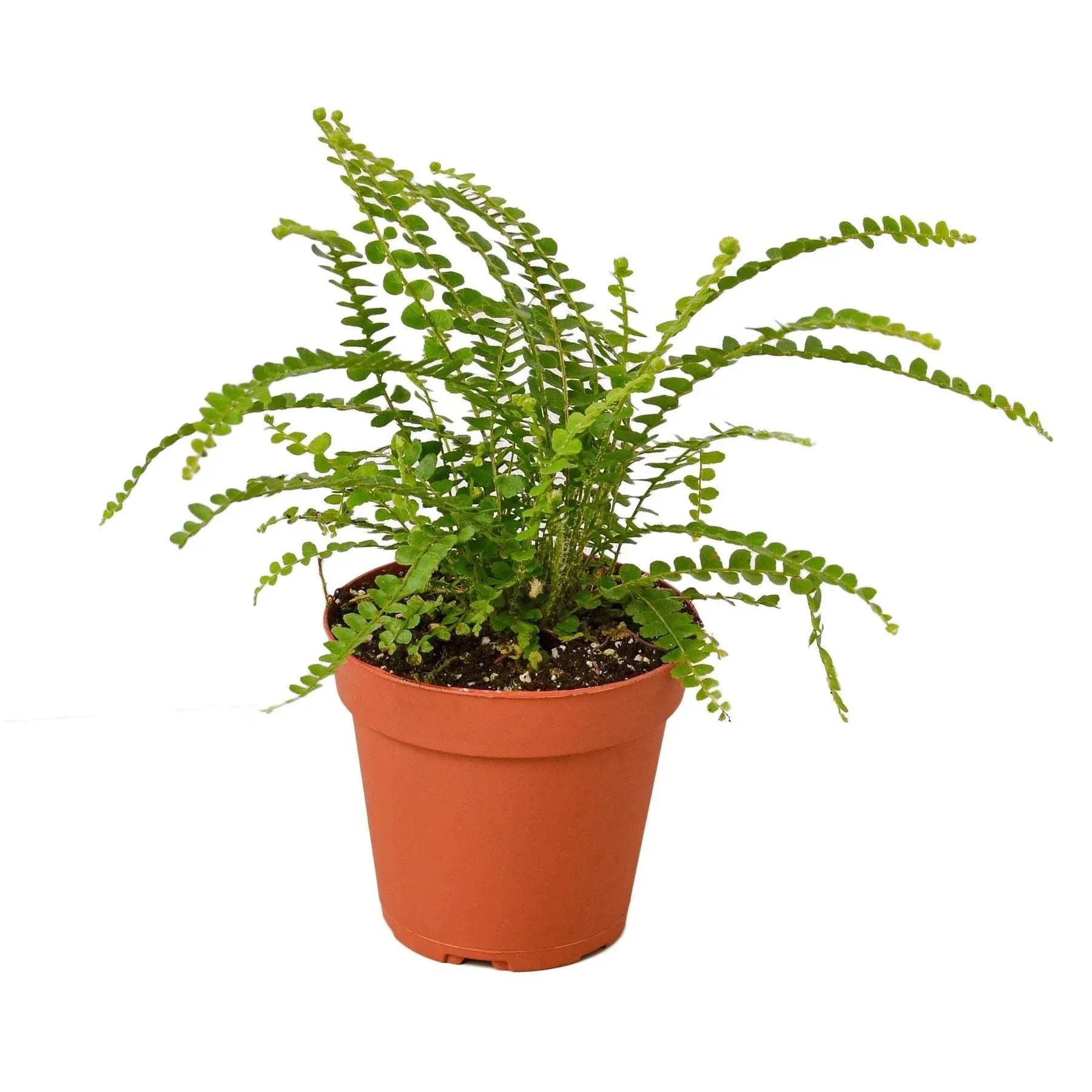 Fern 'Lemon Button' - Gifts for You 'n Me