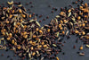 Bengali Five Spice - Small - Tin / Whole