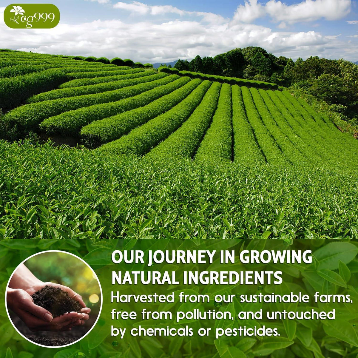 Premium Sencha Green Tea Bags, 100% Natural & Pure from Sencha Green Tea Leaves