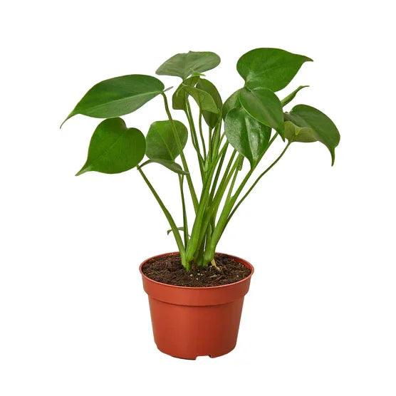 Philodendron Monstera Split-Leaf Medium - Gifts for You 'n Me