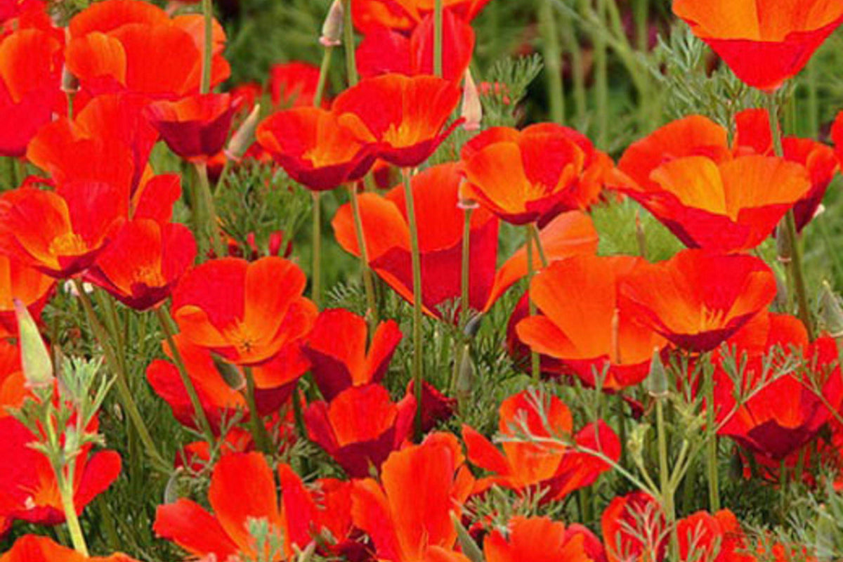 Red Chief California Poppy Seeds | Vibrant Red-Orange Blooms | Drought Tolerant | Attracts Pollinators | 65 Days |
