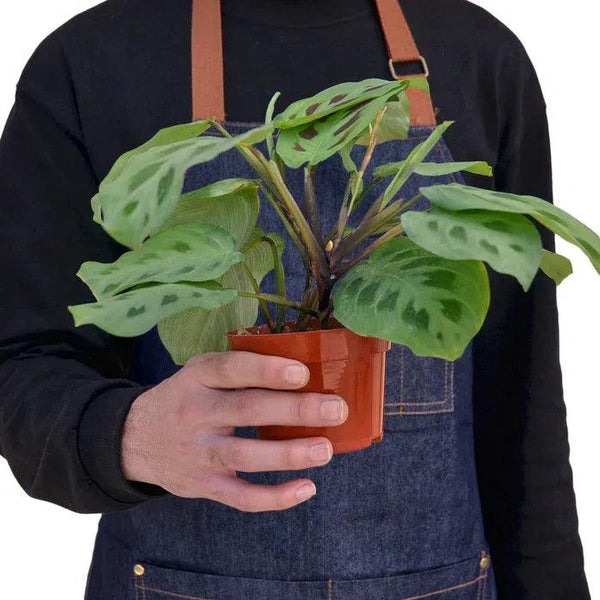 Maranta 'Leuconeura' - Gifts for You 'n Me