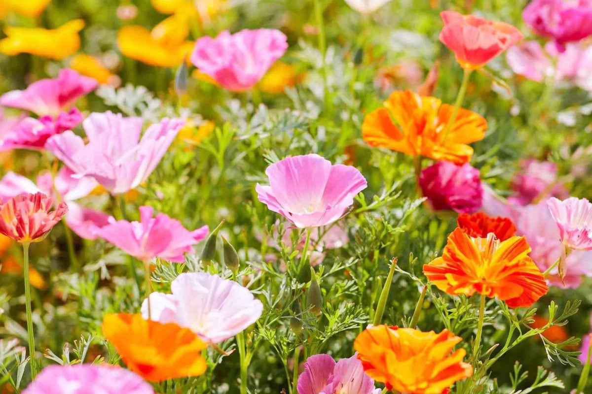 Ballerina Mix California Poppy Seeds | Multicolor Blooms | Drought Tolerant | Attracts Pollinators | 55 Days |