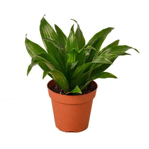 Dracaena 'Janet Craig' - Gifts for You 'n Me