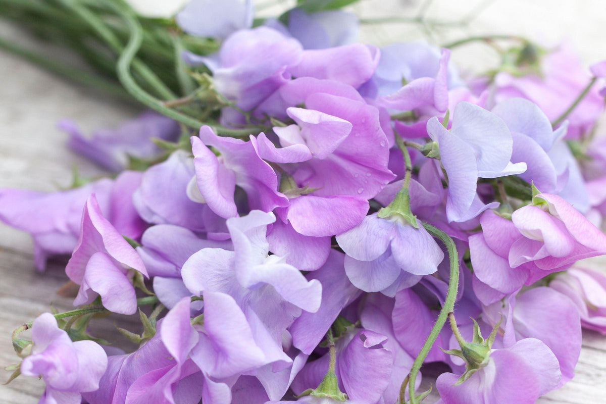 Royal Lavender Sweet Pea Seeds | Fragrant Purple Blooms | Climbing Vine | Attracts Pollinators | 80 Days |