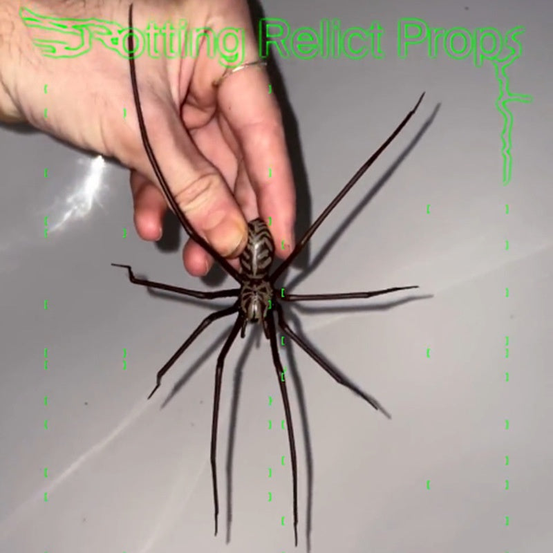 Plastic Spider as Decoration - Novelty Ornament