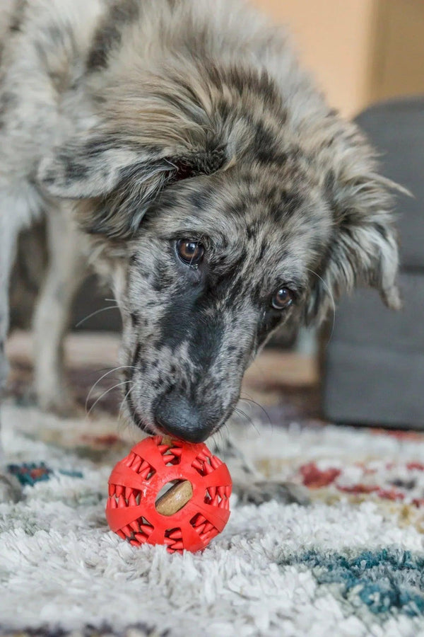 Interactive Dog Treat Ball - Gifts for You 'n Me