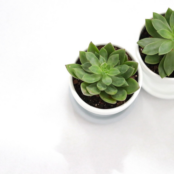 30 Assorted 1.5 Inch Colourful Assorted Succulents -  Event Favors