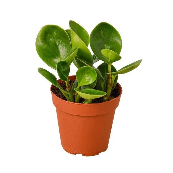 Peperomia Thailand - Gifts for You 'n Me