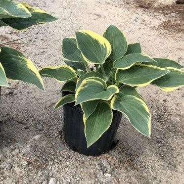 First Frost Hosta