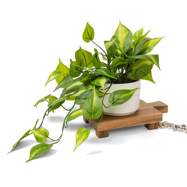 Artificial Trailing Ivy Pothos Plant in 5
