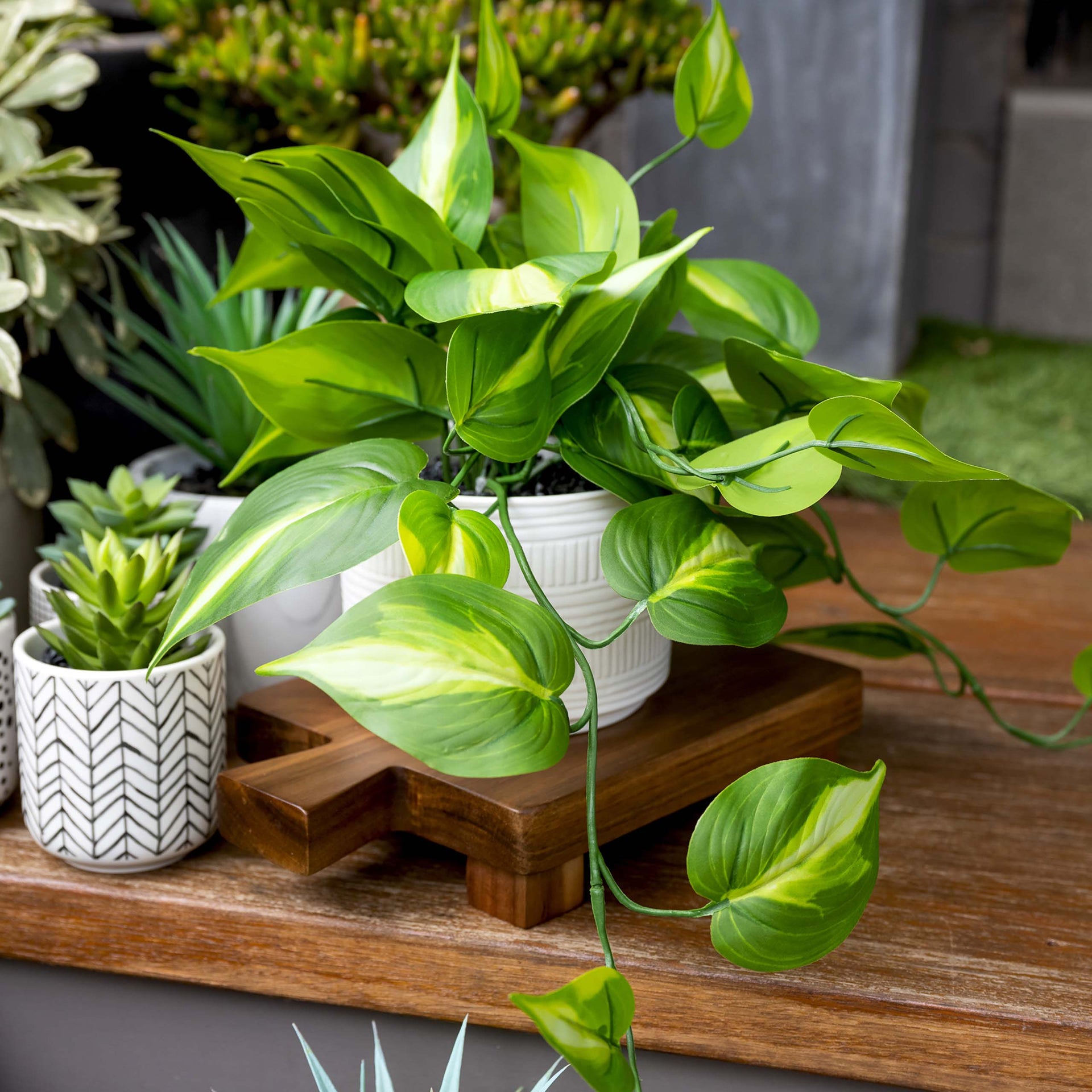 Artificial Trailing Ivy Pothos Plant in 5