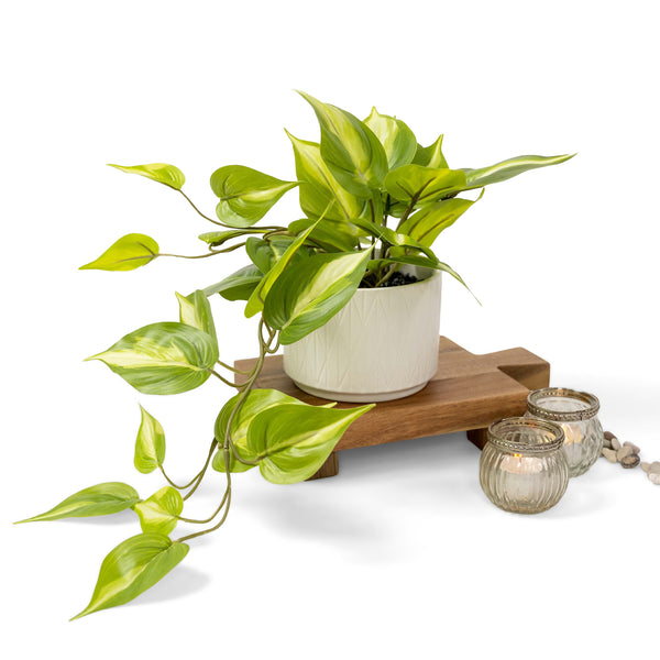 Artificial trailing ivy pothos plant in 5