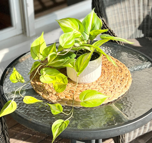 Artificial trailing ivy pothos plant in 5