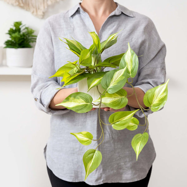 Artificial trailing ivy pothos plant in 5