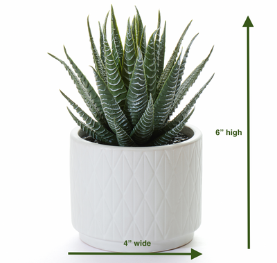 Artificial Dark Green Aloe Plant in Matte White Ceramic Pot  6