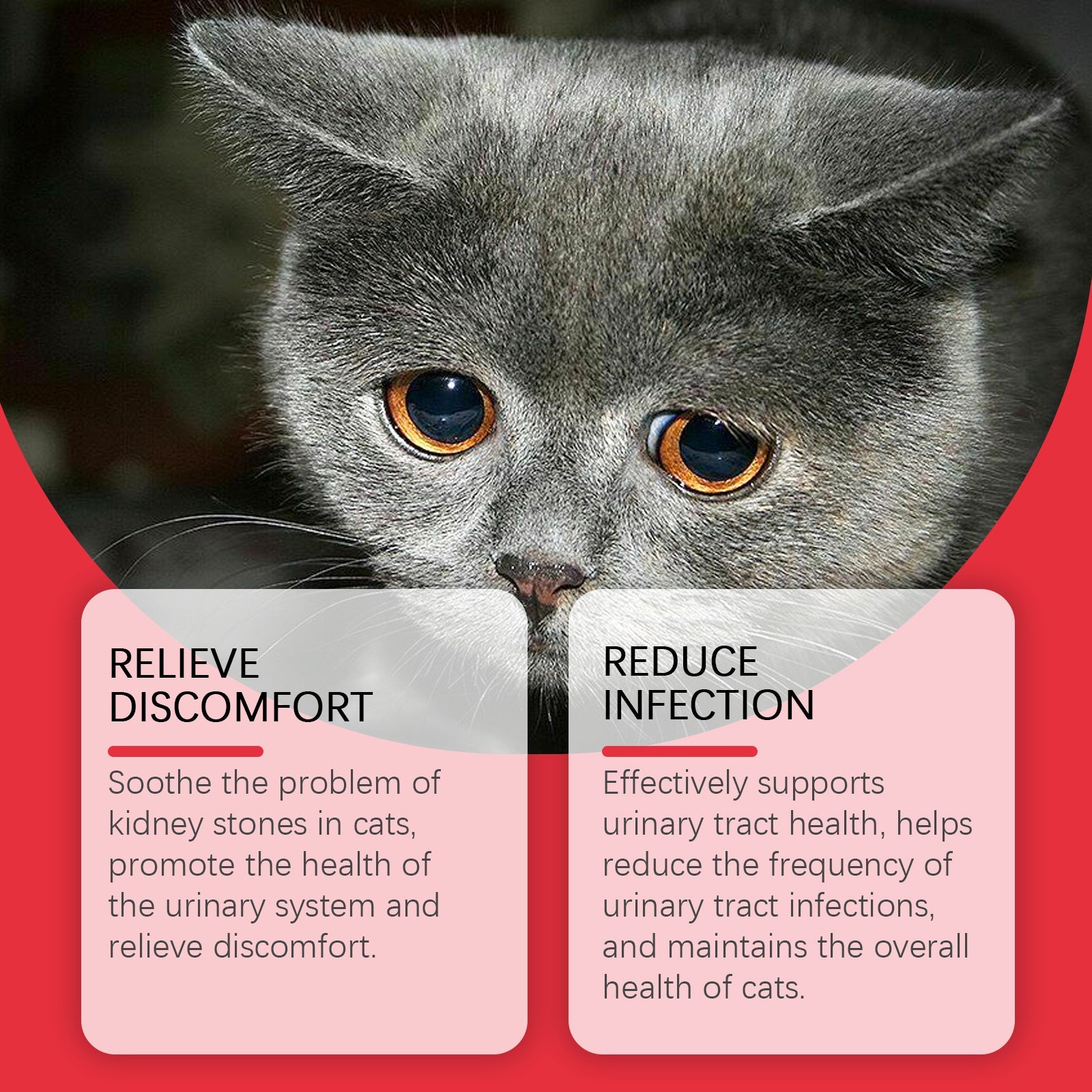 Pet Dietary Supplement, Take Care Of The Pet Body Discomfort Cat To Absorb Nutritional Supplements
