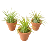 3 Ionantha Air Plants with Mini Terra Cotta Pots